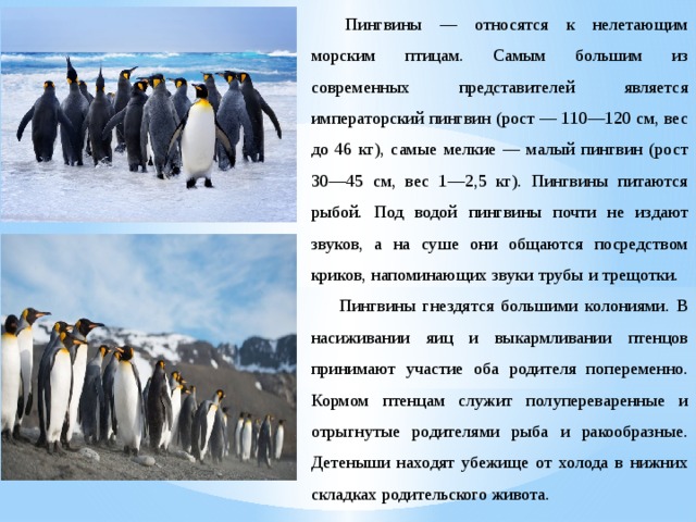 Пингвины — относятся к нелетающим морским птицам. Самым большим из современных представителей является императорский пингвин (рост — 110—120 см, вес до 46 кг), самые мелкие — малый пингвин (рост 30—45 см, вес 1—2,5 кг). Пингвины питаются рыбой. Под водой пингвины почти не издают звуков, а на суше они общаются посредством криков, напоминающих звуки трубы и трещотки. Пингвины гнездятся большими колониями. В насиживании яиц и выкармливании птенцов принимают участие оба родителя попеременно. Кормом птенцам служит полупереваренные и отрыгнутые родителями рыба и ракообразные. Детеныши находят убежище от холода в нижних складках родительского живота. 