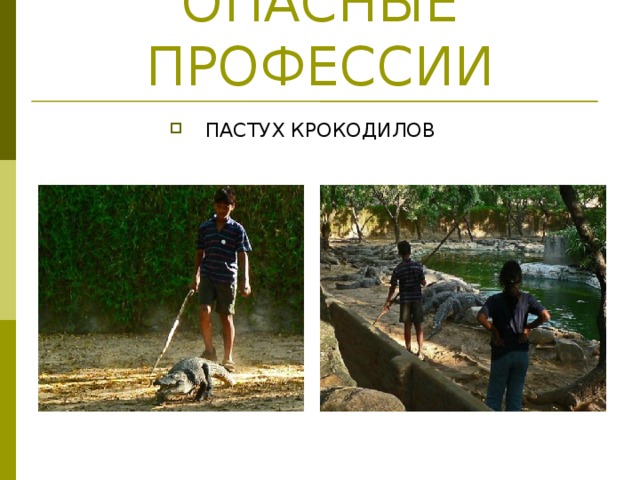 ОПАСНЫЕ ПРОФЕССИИ ПАСТУХ КРОКОДИЛОВ 