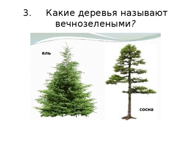 Дерево зовет. Какие деревья называют вечнозелеными. Какие деревья называют вечнозелеными почему. Какие деревья называют вечнозелеными? (Ель, сосна). Какие деревья вечнозеленые названия.