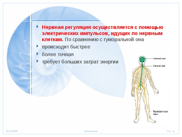 Процесс нервной регуляции