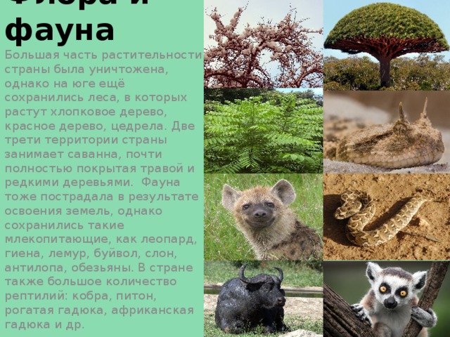 Флора и фауна Большая часть растительности страны была уничтожена, однако на юге ещё сохранились леса, в которых растут хлопковое дерево, красное дерево, цедрела. Две трети территории страны занимает саванна, почти полностью покрытая травой и редкими деревьями. Фауна тоже пострадала в результате освоения земель, однако сохранились такие млекопитающие, как леопард, гиена, лемур, буйвол, слон, антилопа, обезьяны. В стране также большое количество рептилий: кобра, питон, рогатая гадюка, африканская гадюка и др. 