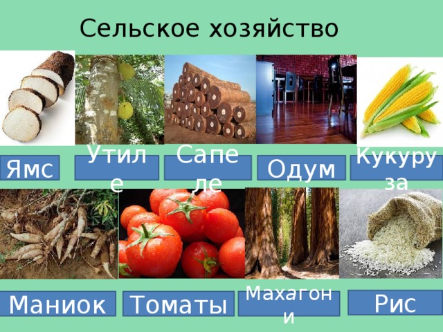 Сельское хозяйство Одум Кукуруза Ямс Сапеле Утиле Рис Мах а гони Маниок Томаты 