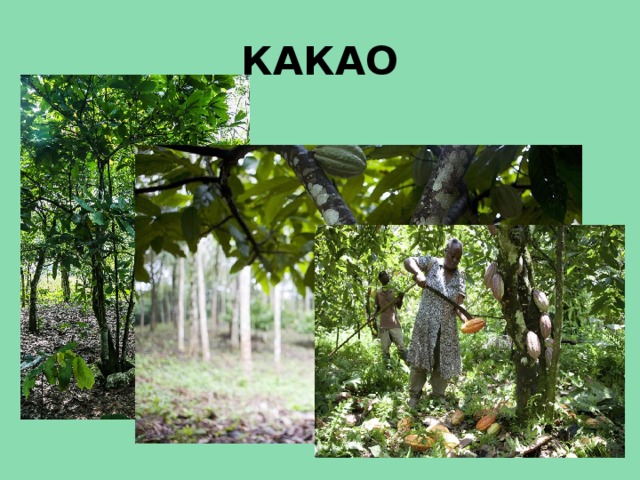 КАКАО 