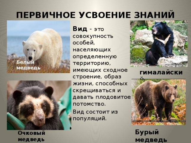 ПЕРВИЧНОЕ УСВОЕНИЕ ЗНАНИЙ Вид - это совокупность особей, населяющих определенную территорию, имеющих сходное строение, образ жизни, способных скрещиваться и давать плодовитое потомство. Вид состоит из популяций. Белый медведь гималайский Бурый медведь Очковый медведь 