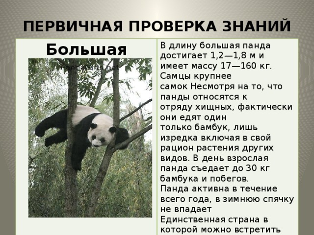 ПЕРВИЧНАЯ ПРОВЕРКА ЗНАНИЙ Большая панда В длину большая панда достигает 1,2—1,8 м и имеет массу 17—160 кг. Самцы крупнее самок Несмотря на то, что панды относятся к отряду хищных, фактически они едят один только бамбук, лишь изредка включая в свой рацион растения других видов. В день взрослая панда съедает до 30 кг бамбука и побегов. Панда активна в течение всего года, в зимнюю спячку не впадает Единственная страна в которой можно встретить большую панду – это Китай. 