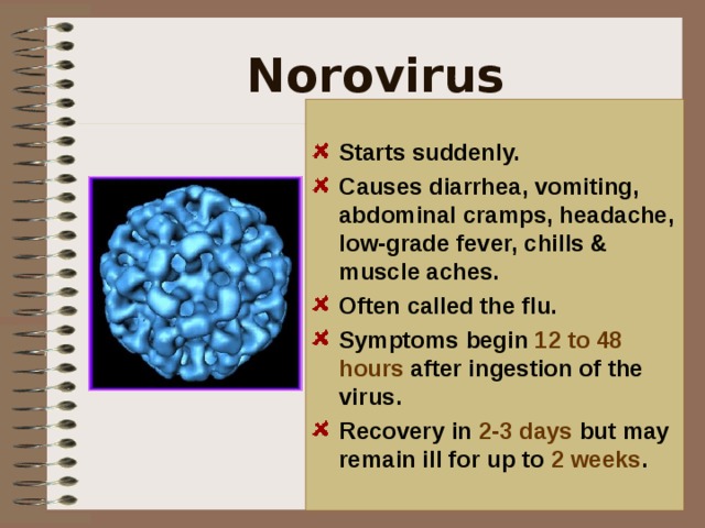 Norovirus  Starts suddenly. Causes diarrhea, vomiting, abdominal cramps, headache, low-grade fever, chills & muscle aches. Often called the flu. Symptoms begin 12 to 48 hours after ingestion of the virus. Recovery in 2-3 days but may remain ill for up to 2 weeks .  People often call this the flu. Well its not! Plan on worshipping the wastebasket or water closet for at least two days. This bug may be simply picked up from a door knob, shopping cart, light switch, or handrail inoculated by the infected person. You come along and touch the surface, eat your lunch without washing your hands and now your infected too. *Norovirus is a common illness but, is not always found with food. It is better associated with close person to person contact. Food is only the accidental transfer media.  
