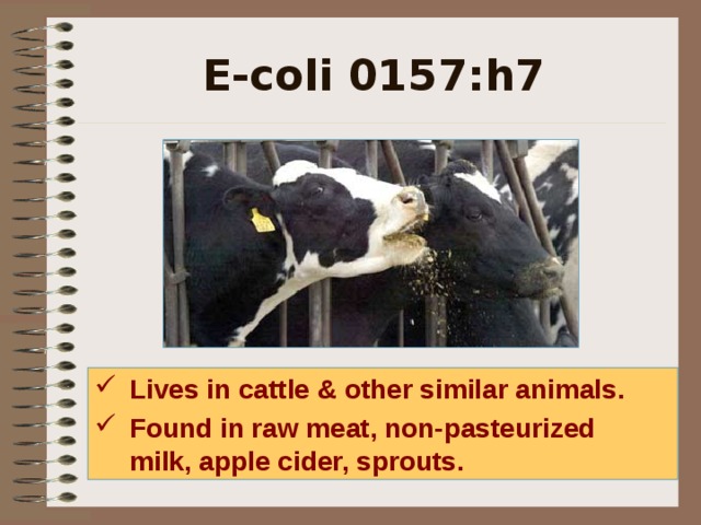 E-coli 0157:h7 E-coli0157: H7 frequently lives in cattle and other similar animals – in fact most animals GI tracts (including humans) are typically colonized by bacteria that aid the digestion process. These bacteria can enter the food chain in various ways, during the slaughtering process (meats) – or as the result of fertilizer/manure being applied to fields where our vegetables and fruits are grown. Lives in cattle & other similar animals. Found in raw meat, non-pasteurized milk, apple cider, sprouts.  