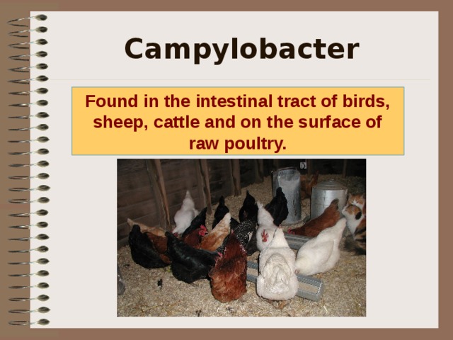 Campylobacter Found in the intestinal tract of birds, sheep, cattle and on the surface of raw poultry. Campylobacter is found in the intestinal tract of birds, sheep cattle and on the surface of raw poultry.  
