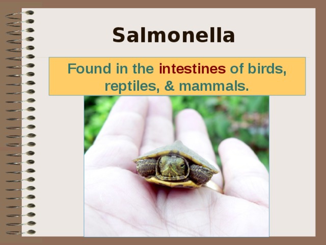 Salmonella Found in the intestines of birds, reptiles, & mammals. This is why you commonly see hand washing warnings at petting zoo’s or your teacher reminded you to wash your hands before having lunch. Well guess what? Salmonella is very common in poultry products. Nobody eats raw chicken, but the juice from the package or your hands can contaminate you and others.  