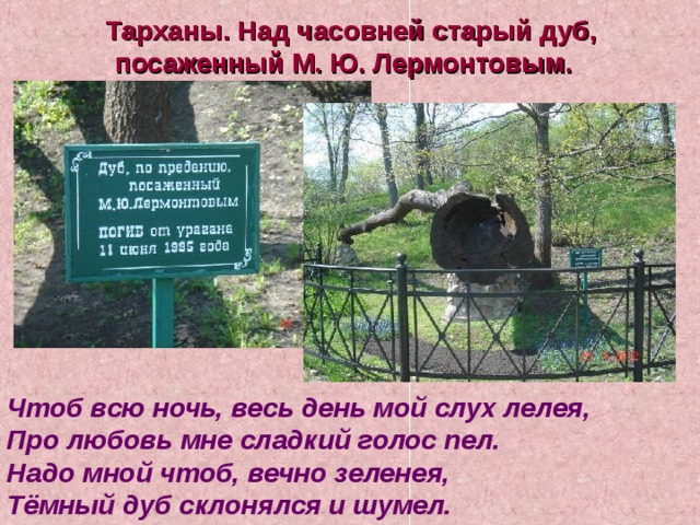  Тарханы. Над часовней старый дуб, посаженный М. Ю. Лермонтовым. Чтоб всю ночь, весь день мой слух лелея, Про любовь мне сладкий голос пел. Надо мной чтоб, вечно зеленея, Тёмный дуб склонялся и шумел. 
