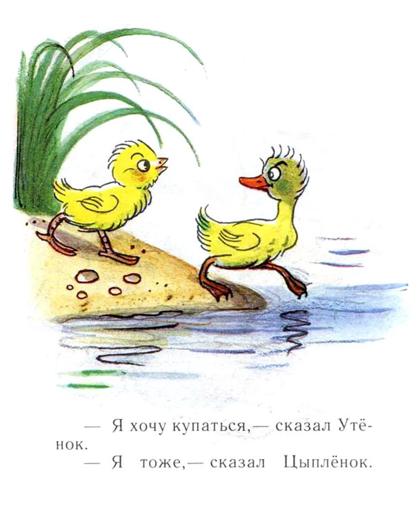 Сказка про утенка. Сказки Сутеева цыпленок и утенок. Сутеев в. "цыпленок и утенок". Сказка цыпленок и утенок Сутеев. Цыплёнок и утёнок Владимир Сутеев.