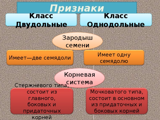 Классы цветковых растений 6 класс презентация