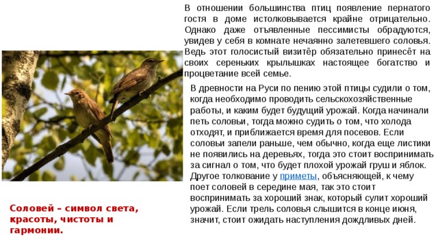 Примета соловей поет. Соловей приметы. Соловей залетел в дом. Примета птичка залетела в дом. Примета прилетел Соловей.