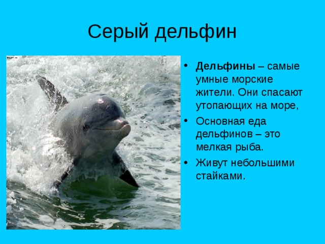 Серый дельфин Дельфины – самые умные морские жители. Они спасают утопающих на море, Основная еда дельфинов – это мелкая рыба. Живут небольшими стайками. 