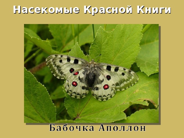 Насекомые Красной Книги 