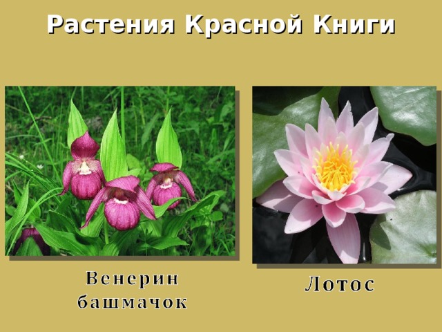 Растения Красной Книги 