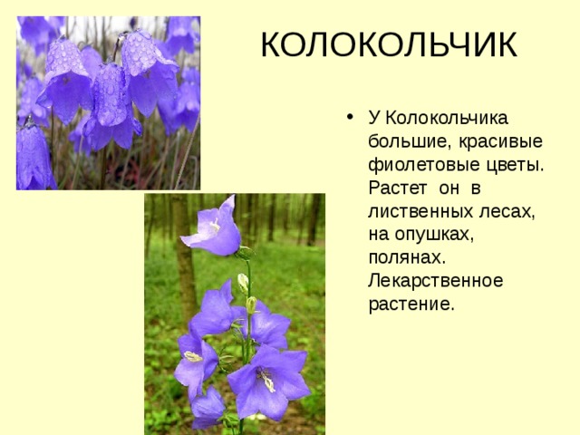  КОЛОКОЛЬЧИК У Колокольчика большие, красивые фиолетовые цветы. Растет он в лиственных лесах, на опушках, полянах. Лекарственное растение. 