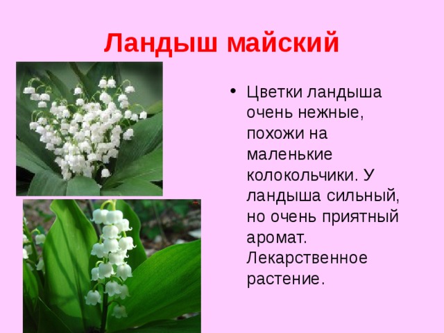 Ландыш майский Цветки ландыша очень нежные, похожи на маленькие колокольчики. У ландыша сильный, но очень приятный аромат. Лекарственное растение. 