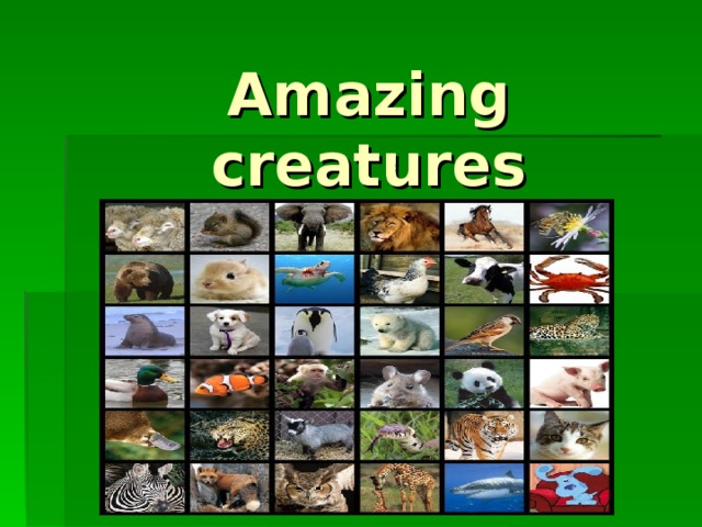 Amazing creatures 5. Amazing creatures 5 класс Spotlight презентация. Amazing creatures 5 класс. Amazing creatures Lesson Plan. Перевод стиха amazing creatures.