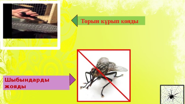 Торын кұрып қояды   Шыбындарды жояды 