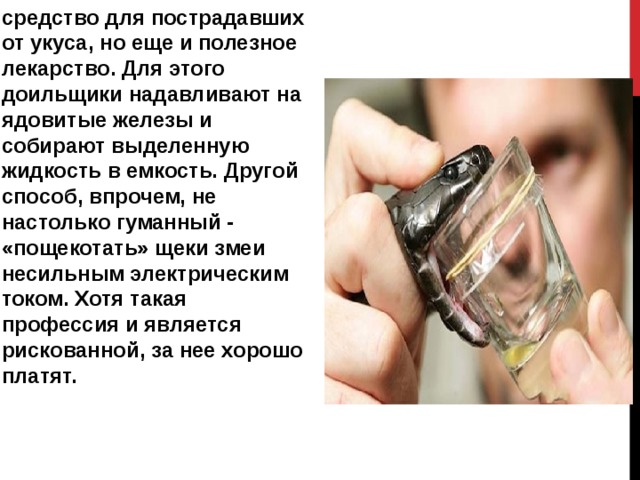 Доильщик ядовитых змей.  Змеиного яда не стоит бояться. Ведь это не только сильное и опасное средство для пострадавших от укуса, но еще и полезное лекарство. Для этого доильщики надавливают на ядовитые железы и собирают выделенную жидкость в емкость. Другой способ, впрочем, не настолько гуманный - «пощекотать» щеки змеи несильным электрическим током. Хотя такая профессия и является рискованной, за нее хорошо платят. 