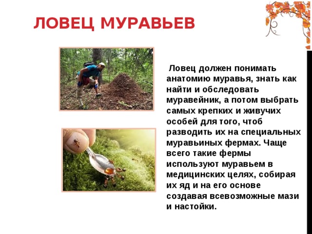 Ловец муравьев     Ловец должен понимать анатомию муравья, знать как найти и обследовать муравейник, а потом выбрать самых крепких и живучих особей для того, чтоб разводить их на специальных муравьиных фермах. Чаще всего такие фермы используют муравьем в медицинских целях, собирая их яд и на его основе создавая всевозможные мази и настойки. 