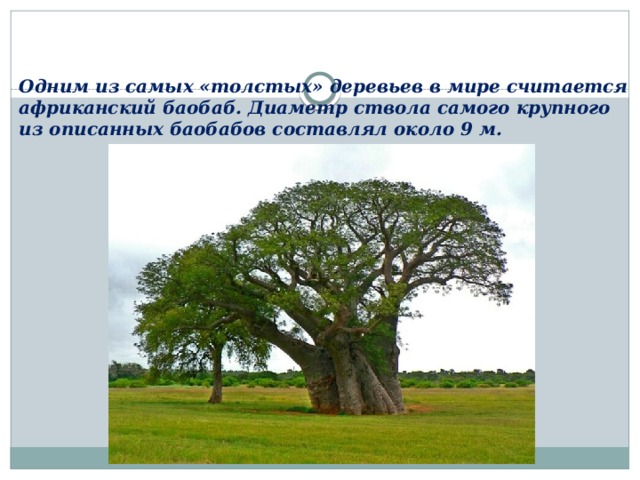 Oдним из самых «тoлcтыx» деревьев в мире cчитaeтcя африканский баобаб. Диаметр cтвoлa самого крупного из описанных баобабов cocтaвлял около 9 м.   