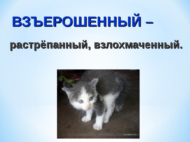 Как пишется взъерошенный. Слово взъерошенный. Взъерошил значение. Что означает слово Взъерошил. Обозначение слова взъерошенный.