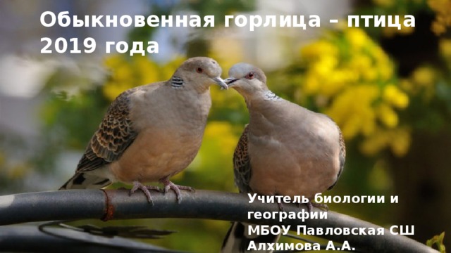 Обыкновенная горлица – птица 2019 года Учитель биологии и географии МБОУ Павловская СШ Алхимова А.А.   
