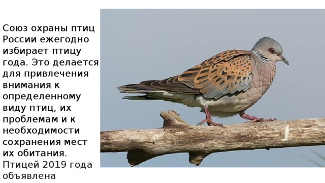Союз охраны птиц России ежегодно избирает птицу года. Это делается для привлечения внимания к определенному виду птиц, их проблемам и к необходимости сохранения мест их обитания. Птицей 2019 года объявлена обыкновенная горлица 