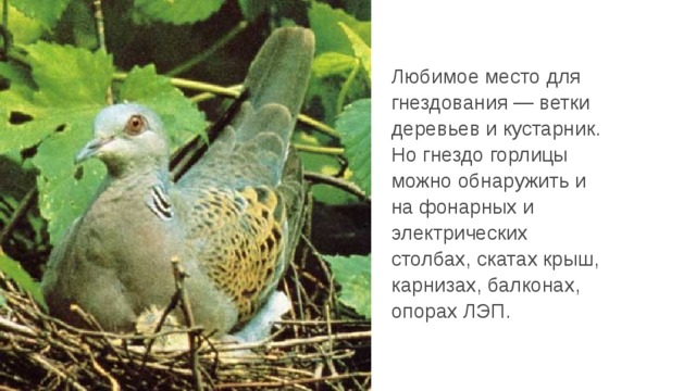 Любимое место для гнездования — ветки деревьев и кустарник. Но гнездо горлицы можно обнаружить и на фонарных и электрических столбах, скатах крыш, карнизах, балконах, опорах ЛЭП. 