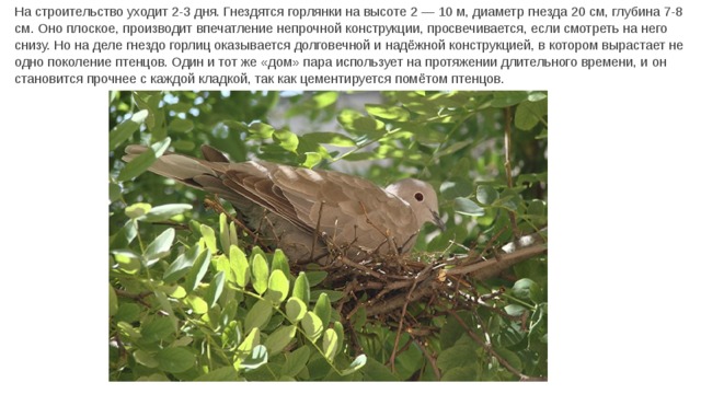 На строительство уходит 2-3 дня. Гнездятся горлянки на высоте 2 — 10 м, диаметр гнезда 20 см, глубина 7-8 см. Оно плоское, производит впечатление непрочной конструкции, просвечивается, если смотреть на него снизу. Но на деле гнездо горлиц оказывается долговечной и надёжной конструкцией, в котором вырастает не одно поколение птенцов. Один и тот же «дом» пара использует на протяжении длительного времени, и он становится прочнее с каждой кладкой, так как цементируется помётом птенцов. 