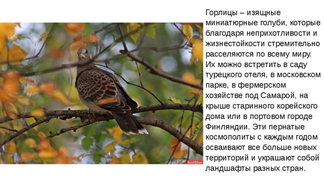 Горлицы – изящные миниатюрные голуби, которые благодаря неприхотливости и жизнестойкости стремительно расселяются по всему миру. Их можно встретить в саду турецкого отеля, в московском парке, в фермерском хозяйстве под Самарой, на крыше старинного корейского дома или в портовом городе Финляндии. Эти пернатые космополиты с каждым годом осваивают все больше новых территорий и украшают собой ландшафты разных стран. 