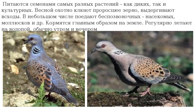  Питаются семенами самых разных растений - как диких, так и культурных. Весной охотно клюют проросшее зерно, выдергивают всходы. В небольшом числе поедают беспозвоночных - насекомых, моллюсков и др. Кормятся главным образом на земле. Регулярно летают на водопой, обычно утром и вечером 