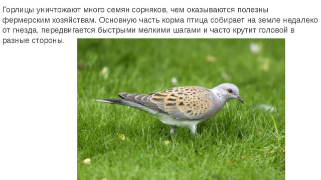 Горлицы уничтожают много семян сорняков, чем оказываются полезны фермерским хозяйствам. Основную часть корма птица собирает на земле недалеко от гнезда, передвигается быстрыми мелкими шагами и часто крутит головой в разные стороны. 