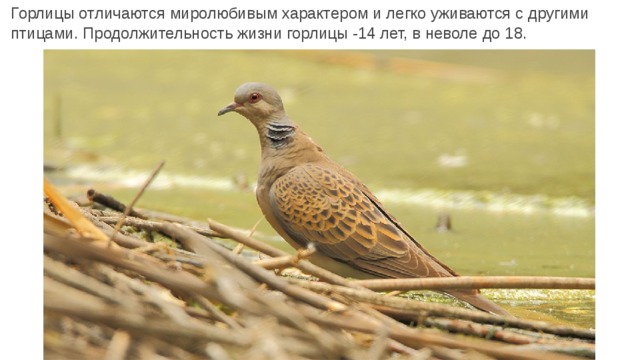 Горлицы отличаются миролюбивым характером и легко уживаются с другими птицами. Продолжительность жизни горлицы -14 лет, в неволе до 18. 