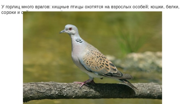 У горлиц много врагов: хищные птицы охотятся на взрослых особей; кошки, белки, сороки и сойки разоряют гнёзда и поедают птенцов. 