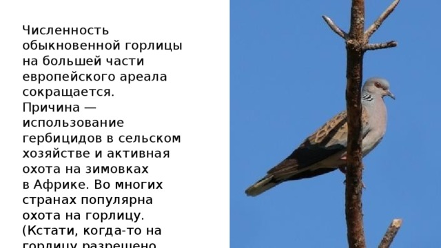 Численность обыкновенной горлицы на большей части европейского ареала сокращается. Причина — использование гербицидов в сельском хозяйстве и активная охота на зимовках в Африке. Во многих странах популярна охота на горлицу. (Кстати, когда-то на горлицу разрешено было охотиться и в СССР). Причём мясо маленького голубя не представляет какой-либо гастрономической ценности, охотничий азарт был в том, что маленькую и вёрткую птичку сложно подстрелить. 