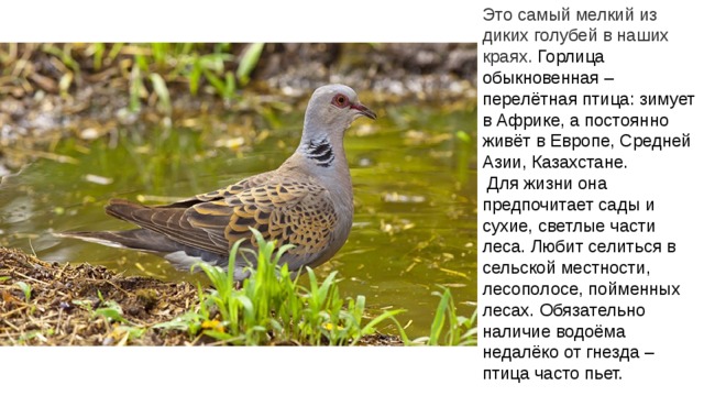 Это самый мелкий из диких голубей в наших краях. Горлица обыкновенная – перелётная птица: зимует в Африке, а постоянно живёт в Европе, Средней Азии, Казахстане.  Для жизни она предпочитает сады и сухие, светлые части леса. Любит селиться в сельской местности, лесополосе, пойменных лесах. Обязательно наличие водоёма недалёко от гнезда – птица часто пьет. 