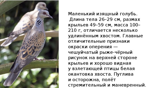 Маленький изящный голубь.  Длина тела 26–29 см, размах крыльев 49–59 см, масса 100–210 г, отличается несколько удлинённым хвостом. Главные отличительные признаки окраски оперения — чешуйчатый рыже-чёрный рисунок на верхней стороне крыльев и хорошо видная у взлетающей птицы белая окантовка хвоста. Пуглива и осторожна, полёт стремительный и маневренный. 