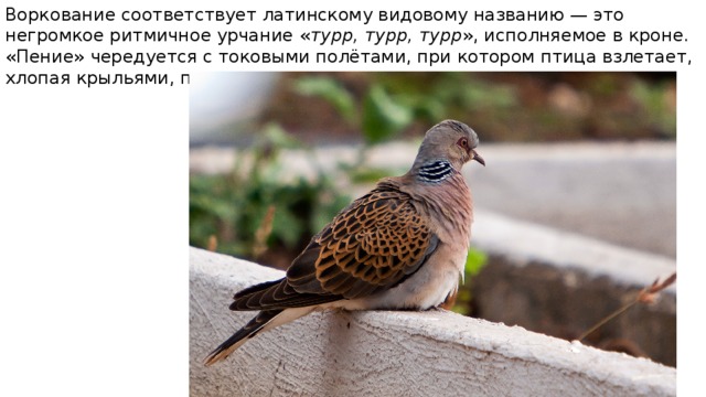 Воркование соответствует латинскому видовому названию — это негромкое ритмичное урчание « турр, турр, турр », исполняемое в кроне. «Пение» чередуется с токовыми полётами, при котором птица взлетает, хлопая крыльями, после чего планирует вниз на раскрытых крыльях. 