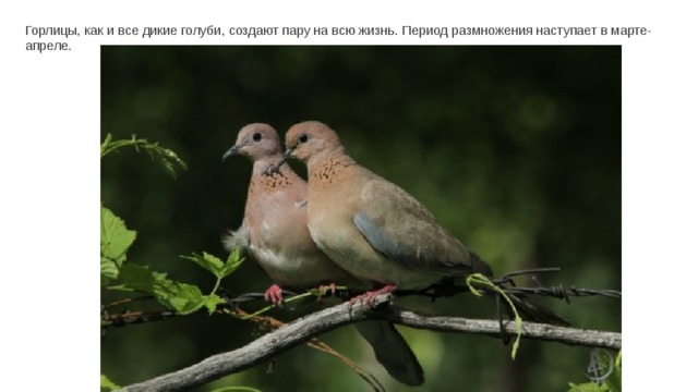 Горлицы, как и все дикие голуби, создают пару на всю жизнь. Период размножения наступает в марте-апреле. 
