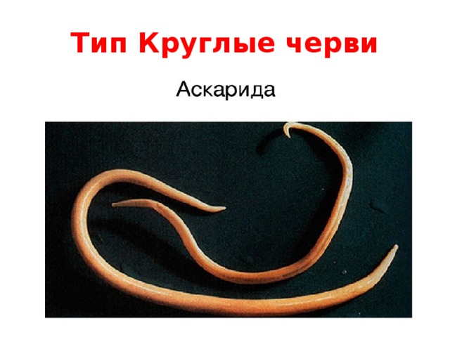 Аскарида размер. Круглый гельминт Ascaris lumbricoides. Круглые черви аскарида человеческая.