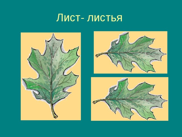 Как правильно листов или листьев
