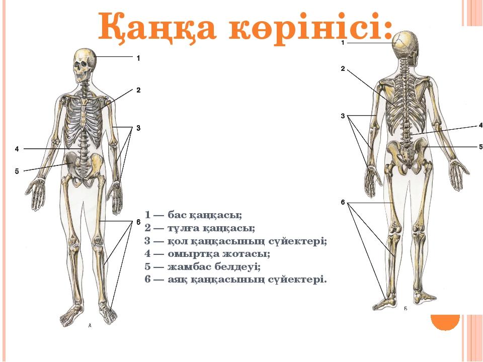 Адам анатомиясы презентация