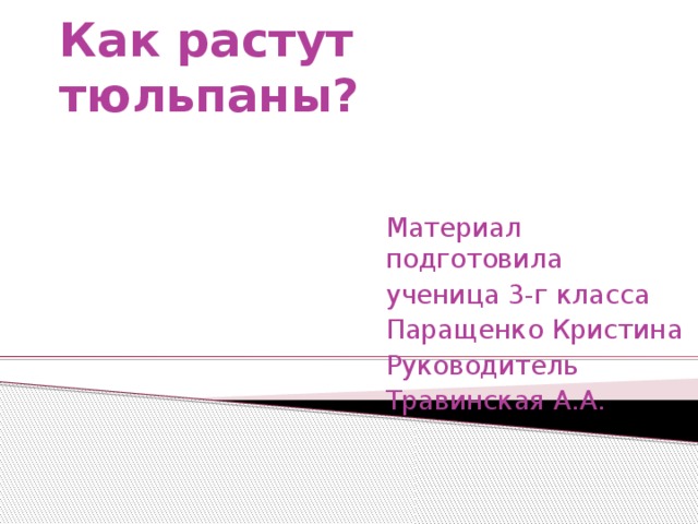 Как растут тюльпаны? Материал подготовила ученица 3-г класса Паращенко Кристина Руководитель Травинская А.А. 