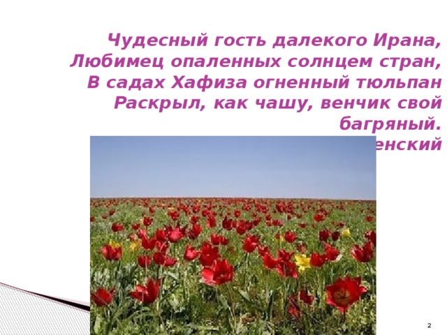  Чудесный гость далекого Ирана, Любимец опаленных солнцем стран, В садах Хафиза огненный тюльпан Раскрыл, как чашу, венчик свой багряный. Р. Рождественский   