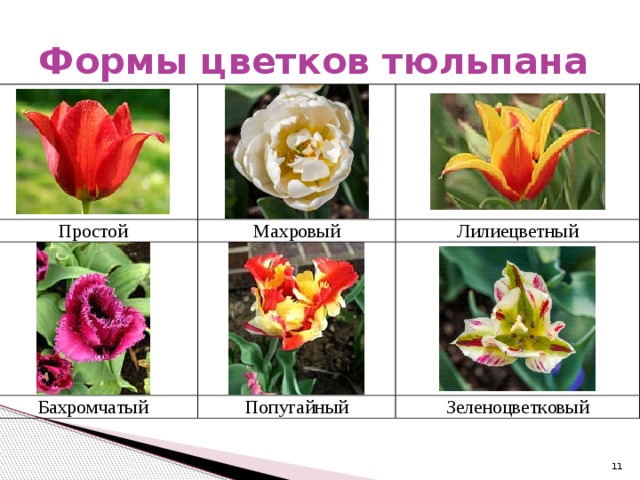 Формы цветков тюльпана  