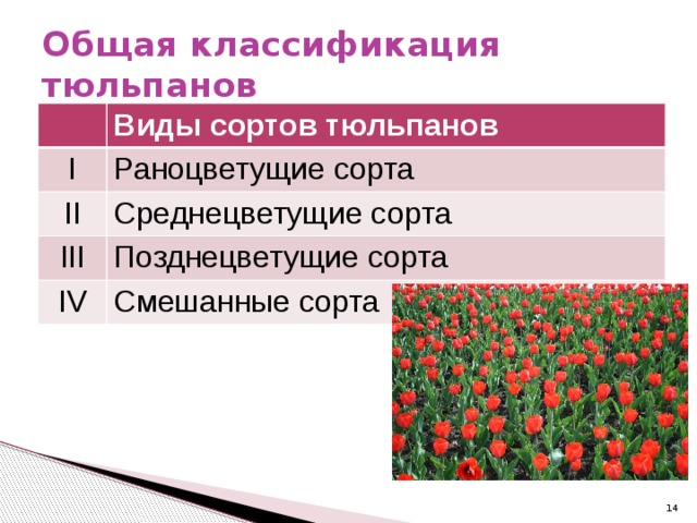 Общая классификация тюльпанов Виды сортов тюльпанов I Раноцветущие сорта II Среднецветущие сорта III Позднецветущие сорта IV Смешанные сорта  