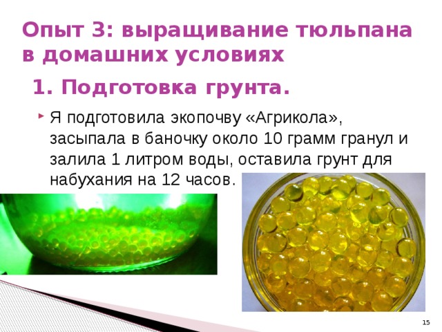 Опыт 3: выращивание тюльпана в домашних условиях 1. Подготовка грунта. Я подготовила экопочву «Агрикола», засыпала в баночку около 10 грамм гранул и залила 1 литром воды, оставила грунт для набухания на 12 часов.  